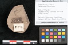 Foto (Objekt + Etikett) von Fagus muelleri Ettingshausen (NHMW-GEO-2024-0188-10370)